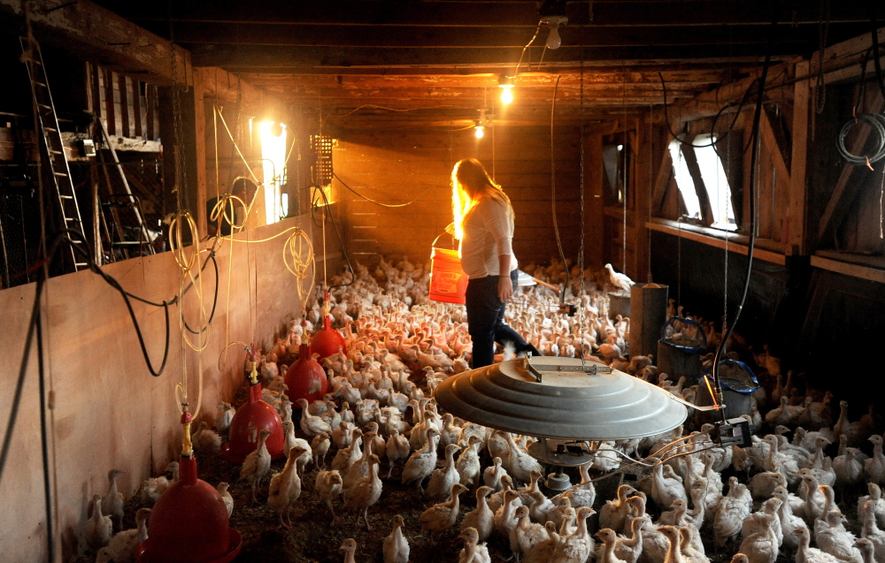 Emily Greaney feeds turkey chicks before heading off to Skowhegan Area High School, where she is a senior, on Aug. 27, the first day of school.