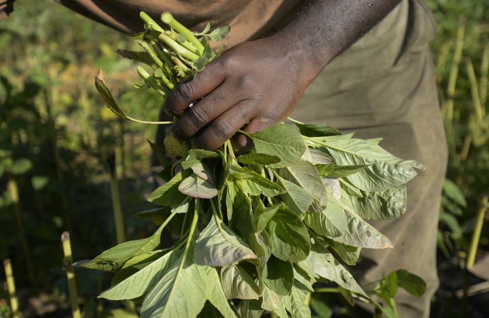 Maine gained 51 black farmers from 2007 to 2012, contributing to overall growth in the state’s farms, up 38 in that period, to 8,173 in all, according to a government census.