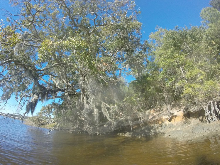 Vegetation off the South Carolina coast appears vastly different from what Sally sees in her home state of Maine.