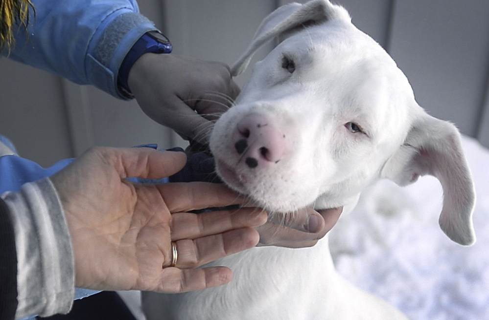 Chance, one of three blind and deaf rescued dogs from Tennessee, greets visitors at the Animal Refuge League in Westbrook on Wednesday.