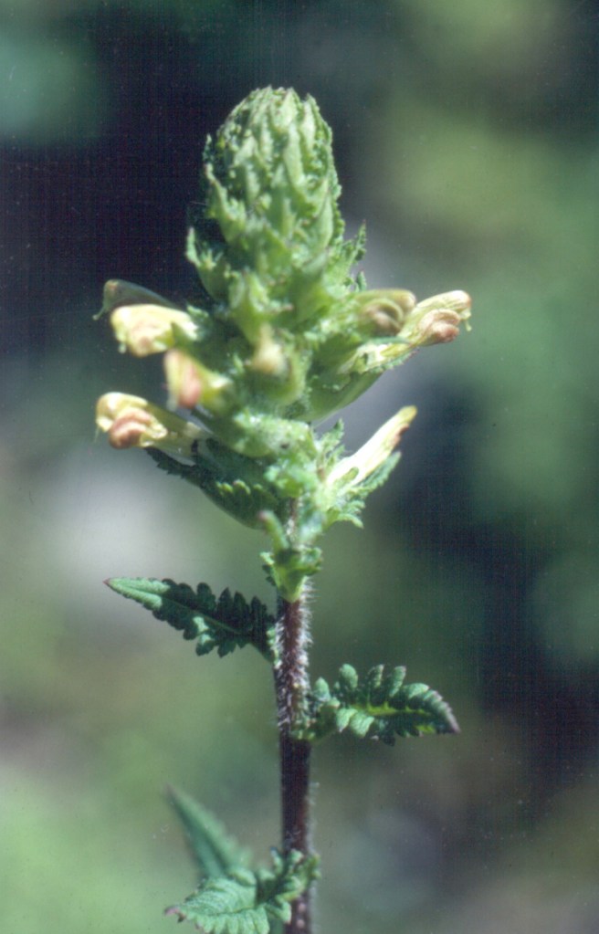 Furbish's lousewort