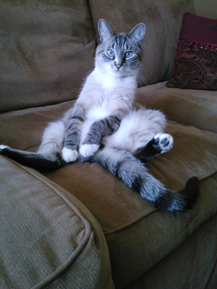 Fully adjusted to indoor life after spending his first months living outside, Sapphire kicks back at home in Portland.