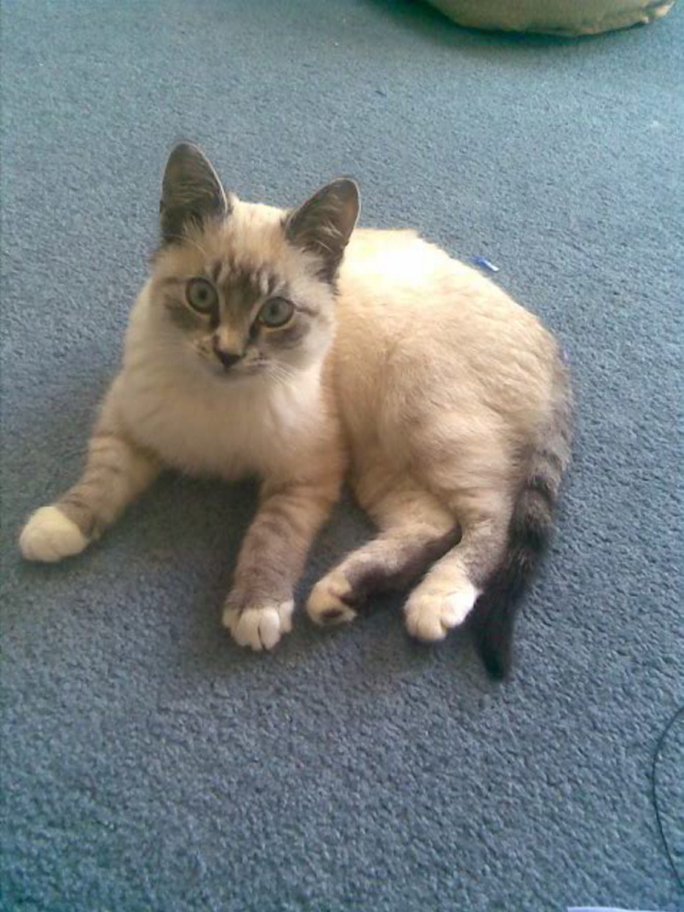 Sapphire as a kitten, one of a litter of four who were rescued from the author’s backyard along with their mother.