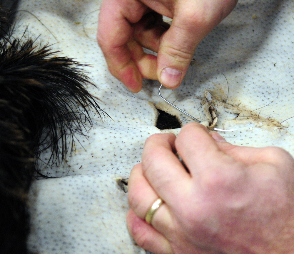 Paul Reynolds, of Wild Wings Taxidermy in Dayton, talks about taxidermy Friday during the Maine Sportsman’s Show at the Augusta Civic Center while sewing up holes in the fur from a wild boar that eventually will be mounted on a form.