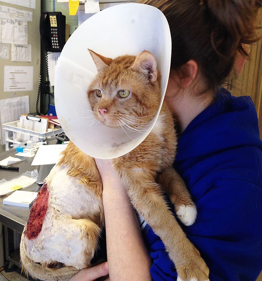 A staff member from the Coastal Humane Society comforts a cat injured by a car engine. Photo courtesy of the Coastal Humane Society