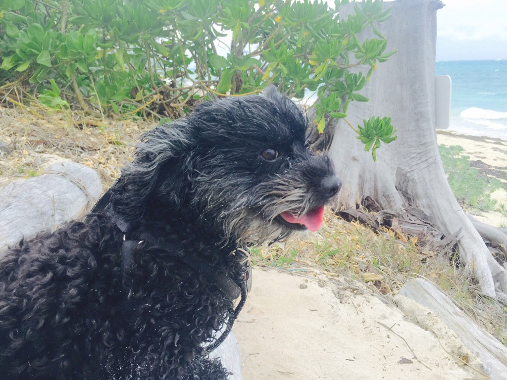 Elli, who lost one of her legs in an accident early in the trip, enjoys some beach time.