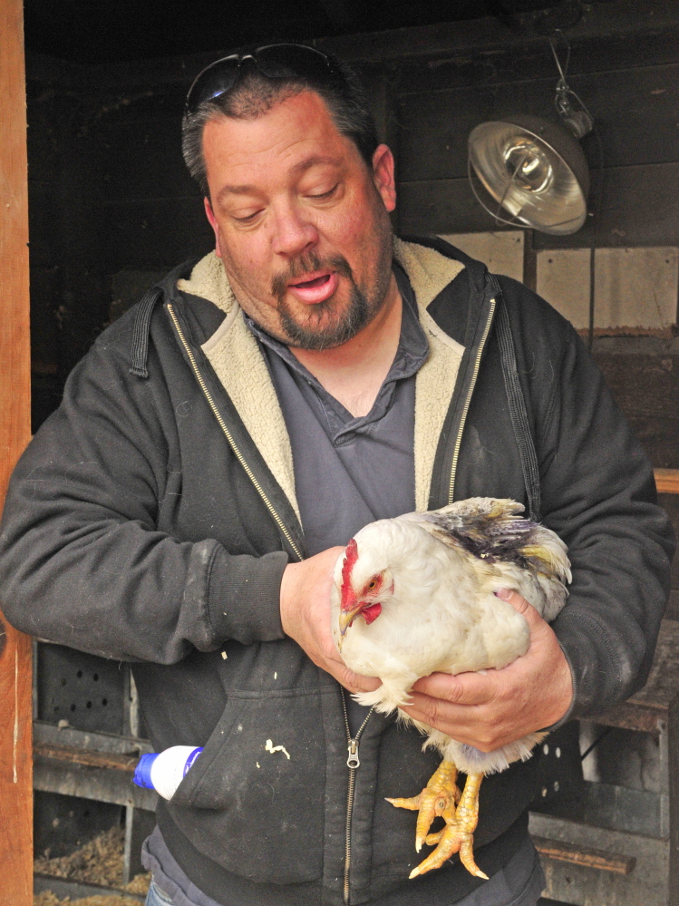 Henry Tuttle holds up Big Girl, a chicken wounded during a recent dog attack on his chicken coop in Litchfield.