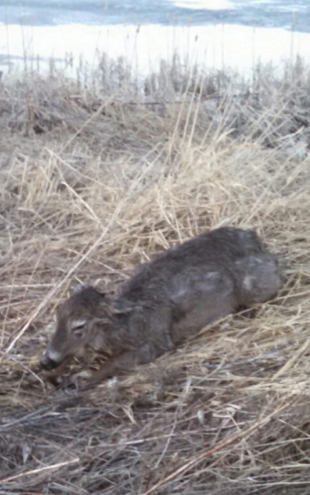Firefighters rescued a disoriented deer from Weymouth Pond in St. Albans on Wednesday.
