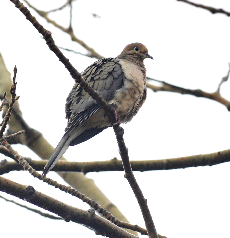 Mourning dove