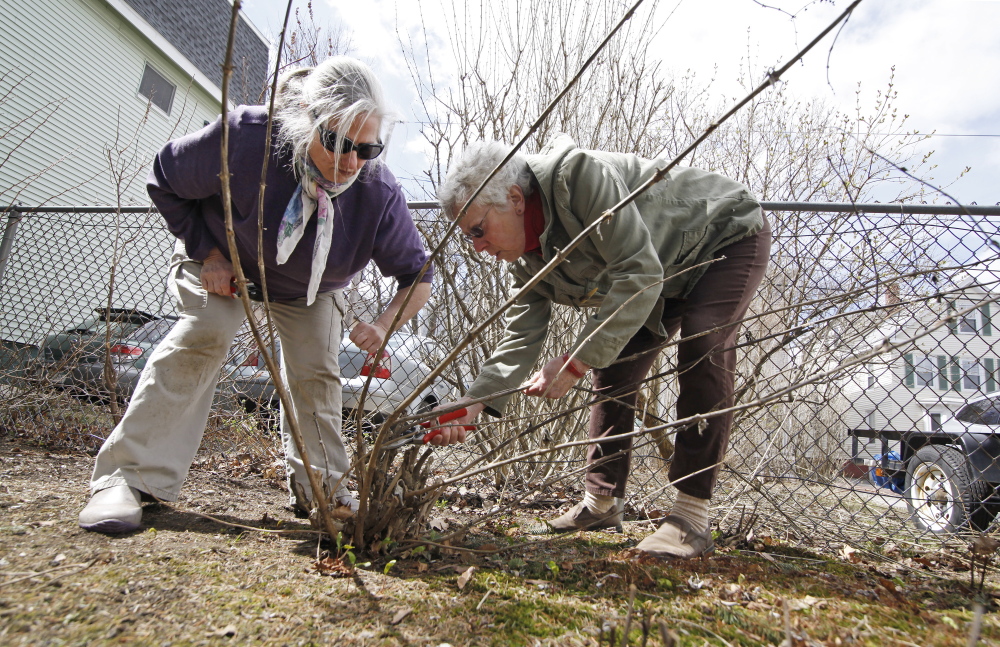 PORTLAND, ME - APRIL 28: Kathleen Carr Bailey, left, a gardening coach, helps Ann Deutsch prune a Butterfly Bush in her garden in Portland Tuesday, April 28, 2015. (Photo by Jill Brady/Staff Photographer)