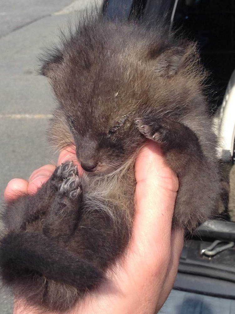 Police expect the Maine Warden Service will take this very young coyote pup, found abandoned in a Cape Elizabeth backyard, to the Maine Wildlife Park in Gray for rehabilitation. Courtesy of the South Portland Police Department