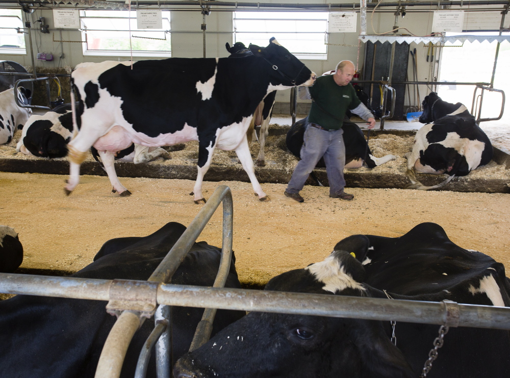 The Queen accompanies Moon on a walk in the barn. A great dairy cow is worth more than the milk she produces – her offspring and any embryos destined for surrogate cows are valuable, too.