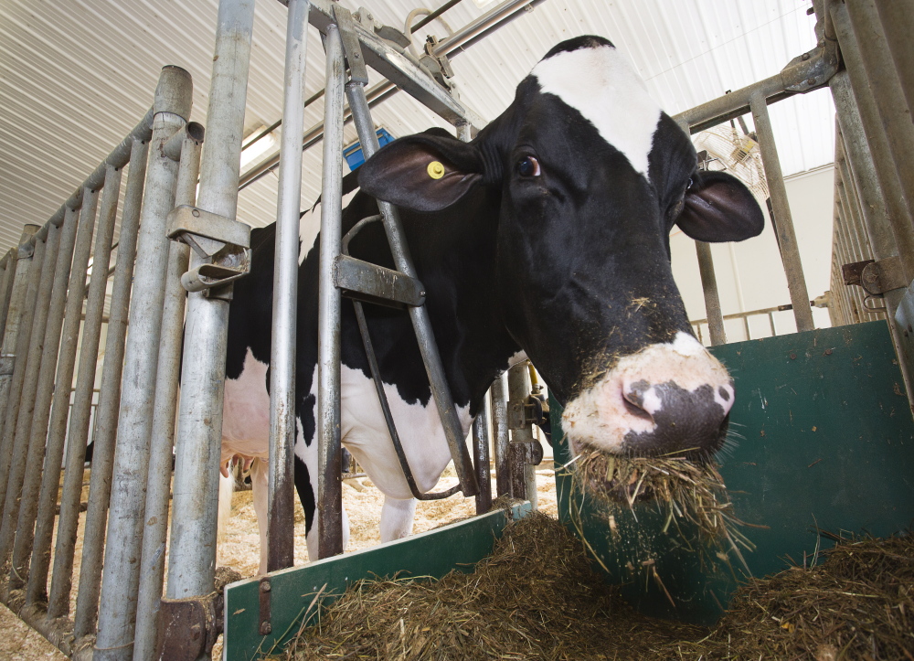 Pineland Goldwyn Hemi-ET eats her supper. She’s known less formally as Hemi, or by another nickname, the Queen. Her pleasing – and milk-producing – physical attributes led Holstein Association classifiers to give her high marks in a recent critique.