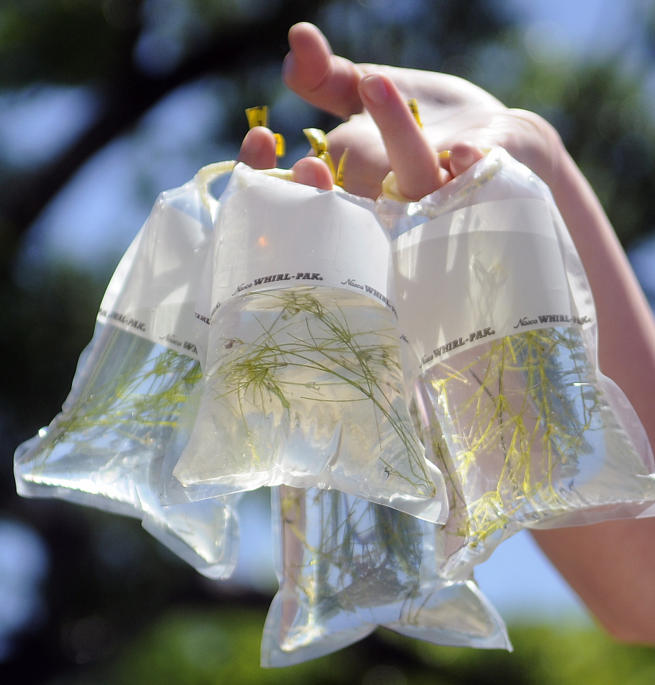 Algae collected Wednesday from the bottom of Minnehonk Lake in Mount Vernon.