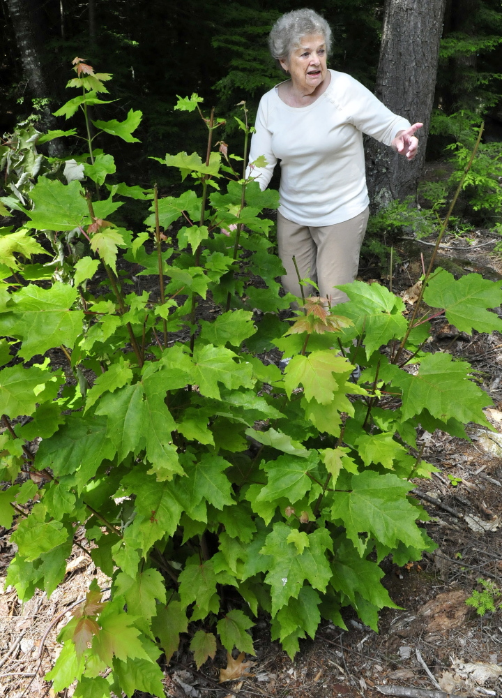 Doris Jorgensen speaks on Tuesday behind some bushes at her home on Long Pond in Rome. Jorgensen said she loves the wildlife and quiet and is upset at the prospect of a boys’ summer camp being built nearby.