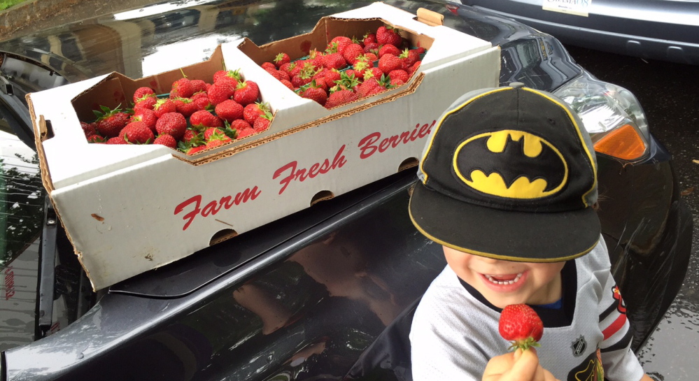 Theo enjoys one of his rationed strawberries. An allergy that showed up in March 2014 hasn’t resurfaced as the berries are slowly returned to his diet.