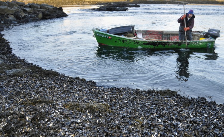 Mussel harvester Phil Gray approaches a South Harpswell shoreline covered with the mollusks in 2009. Wild mussels once covered over 50 percent of Maine’s intertidal zone, researchers say, but they are now much harder to find.