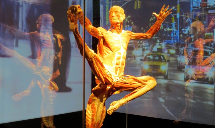 BODY WORLDS. Pulse Impression. Copyright: Gunther von Hagens' BODY WORLDS, Institute for Plastination, Heidelberg, Germany, www.bodyworlds.com