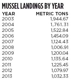 Source: Maine Department of Marine Resources. Landings reflect hand harvesting, dragging and farmed mussels. Dragging used to represent the majority of landings, but, according to the Department of Marine Resources, those ratios have shifted. No precise numbers are available, but mussel farming now represents a large part of the catch.