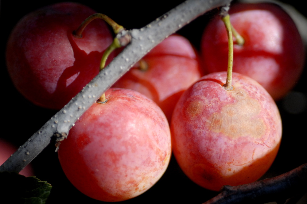 American plums in Parker’s garden.