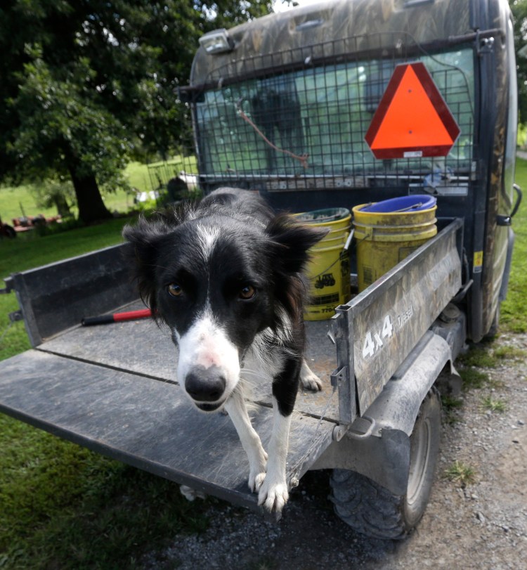 Sweet Baby Jo, a farm service dog, stands in a farm vehicle on the Owen farm near Maysville, Mo.