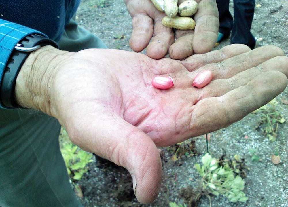 Neil Lash with Valencia peanuts, the only kind that can be grown in the North.