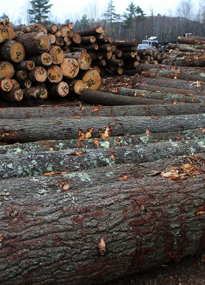 It takes more than a lifetime to grow a fully mature tree and about five seconds to bring it down, a Maine forester writes.