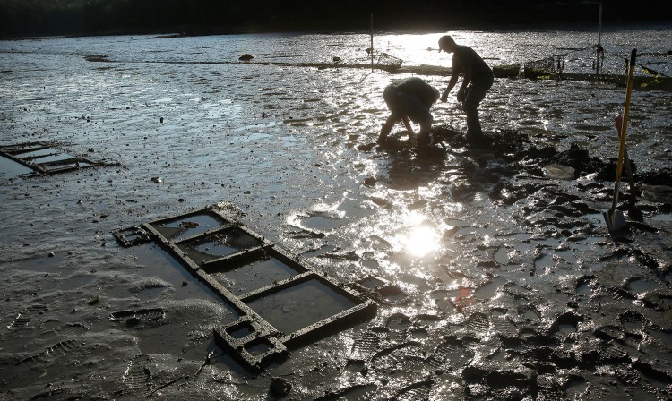 Mick Devin, a Newcastle marine biologist and Dana Morse, an extension associate with Maine Sea Grant and the University of Maine Cooperative Extension, place razor clams into a test area at Lowe's Cove near the Darling Marine Center in 2015. 