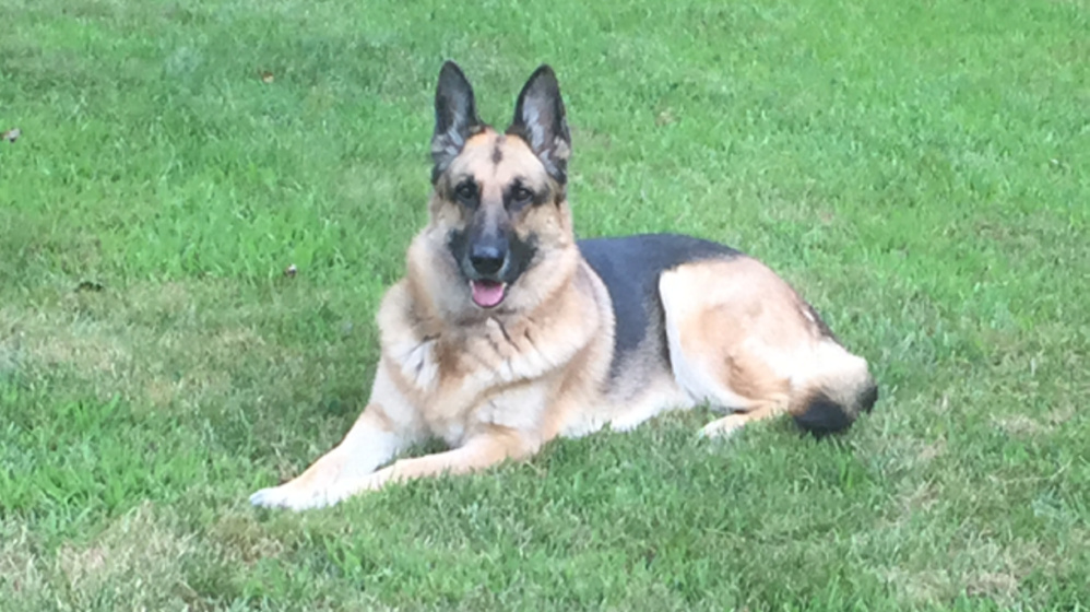 Brian Drake got Sophia seven years ago, and the two of them went through 18 months of rigorous training to get her certified for temperament, command response and specialty training for therapy assistance.