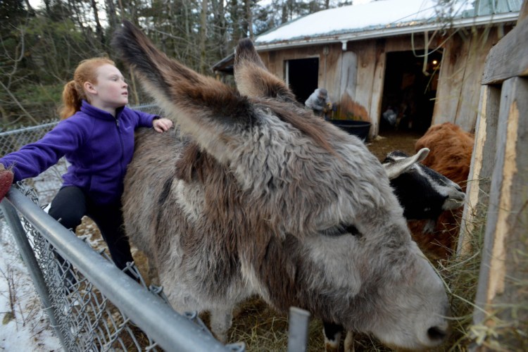 Kelly Tessier, 9, brushes her donkey, Martha, at the family’s farm in Skowhegan last week. The Tessiers sell a variety of products, from meat to coffee to soap, and the two Tessier daughters are part of the business.