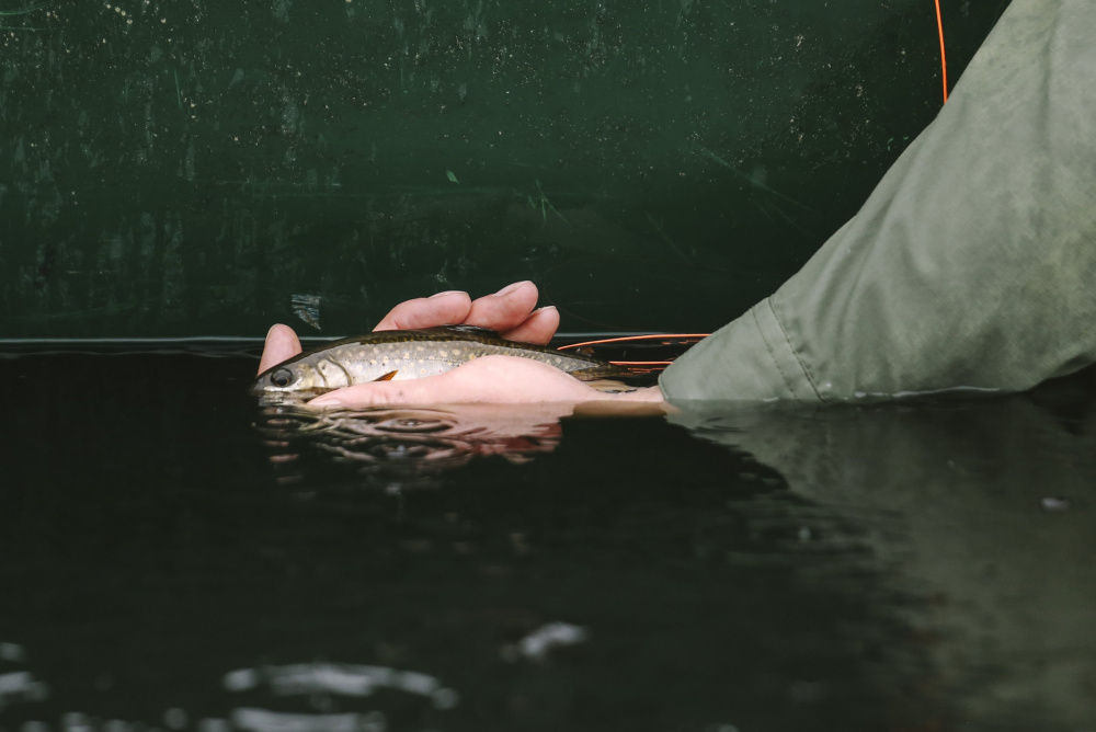 A brook trout is returned to Baker Mountain Pond after being caught in Greenville. Maine is the last stronghold in the Northeast for wild brook trout.