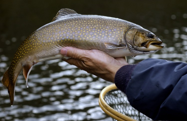 The purchase of the Cold Stream forest near The Forks in northwestern Maine will protect critical brook trout habitat.