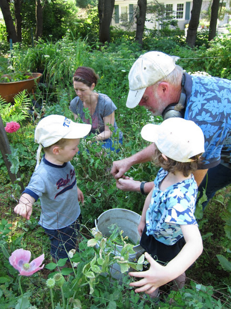 James and Alana Atwell pick peas with their grandfather. Mom Marah Atwell is at center rear.