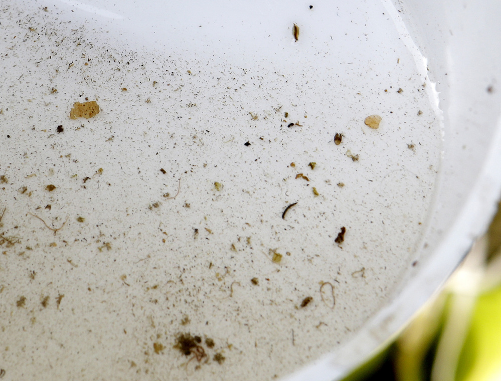 Mosquito larvas breed in a plastic pot with standing water outside a home in Rio, Fla. The dengue fever outbreak that infected 28 people in August and September of 2013 caught Florida's Atlantic coast by surprise. The mosquito-borne disease many associate with crowded, third-world conditions had spread among the pink plastic flamingoes in their modest suburban yards.