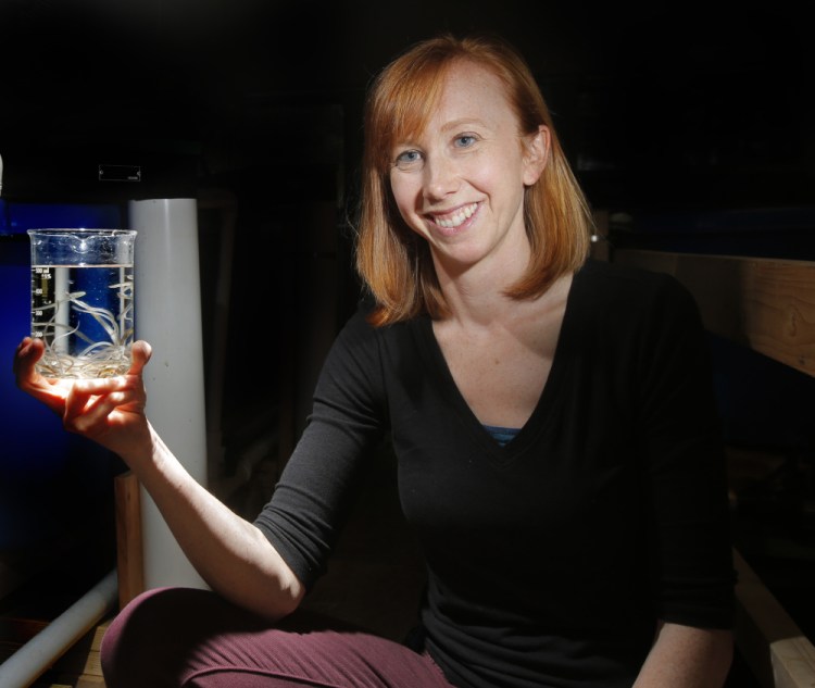 Sara Rademaker holds elvers caught in Maine. 