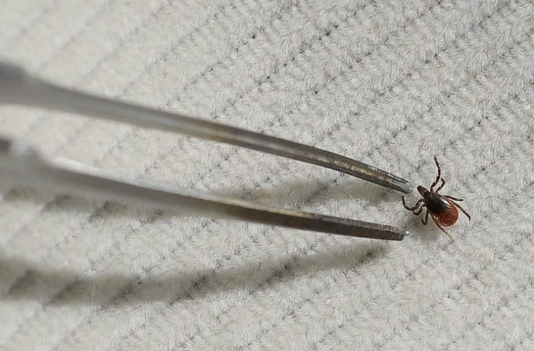 An ecologist uses tweezers to pick up a deer tick found in a wooded area in Cape Elizabeth last year.