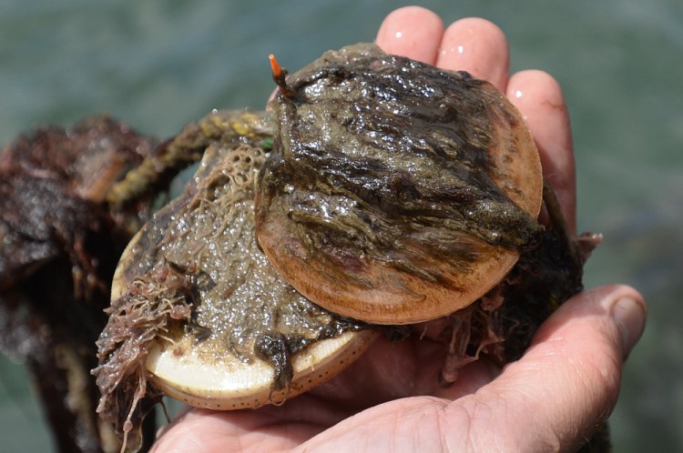 Ear-hung scallops on the Damariscotta River Wednesday.