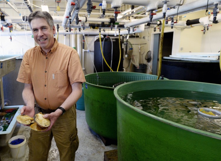 Kevin Kelly, who surveys scallop populations, works at the Maine Department of Marine Resources in Boothbay Harbor. Kelly says Maine scallops are known for their freshness and flavor.