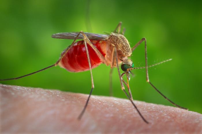 This Culex quinquefasciatus mosquito is about to insert its needle-sharp proboscis through the skin of its host. This common mosquito is known to carry the West Nile Virus in Maine and elsewhere in the U.S. Centers for Disease Control photo