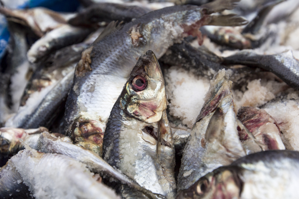 A barrel of salt-dusted herring at Dropping Springs Bait Co.