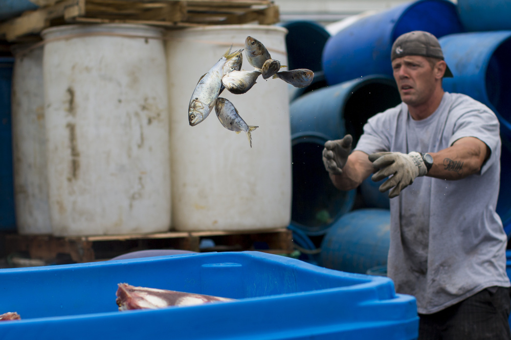 James Brichetto handles pogies at Dropping Springs Bait Co. Although lobstermen prefer herring, they can use other fish for bait, too, such as pogies or redfish, but they need to live near larger dealers who have the freezer capacity to  supply other types of bait.