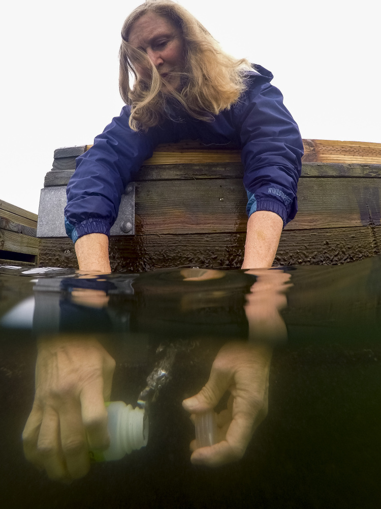 Cynthia Handlen of Portland, a volunteer for Friends of Casco Bay, takes a water sample Sunday at Bug Light Park in South Portland. The water will be tested for high levels of nitrogen, which can trigger algae blooms, fish kills and brown foam.