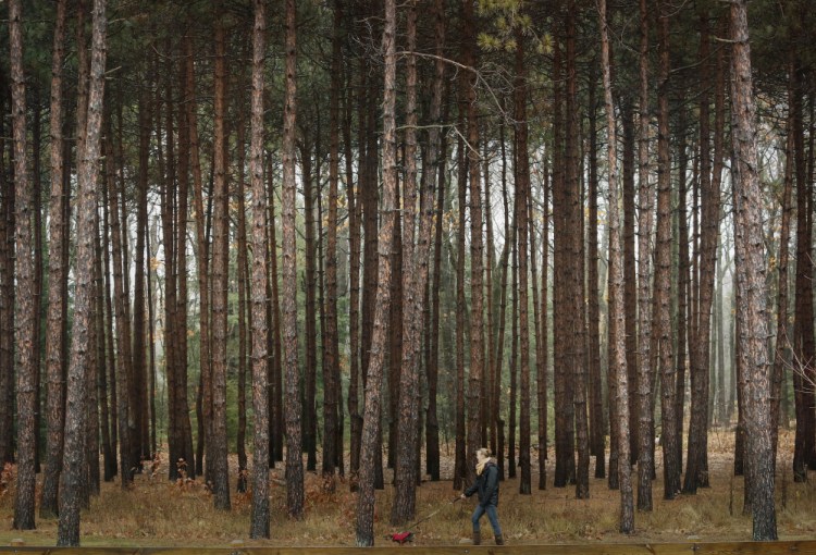 A woman walks her dog past a stand of red pine trees in Mayor Baxter Woods, a natural reserve in the Deering Center neighborhood, last November.