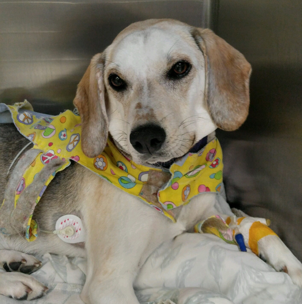 Addie rests after surgery Wednesday. Her foster owner, Samantha Fields, said they'll try again in two weeks.