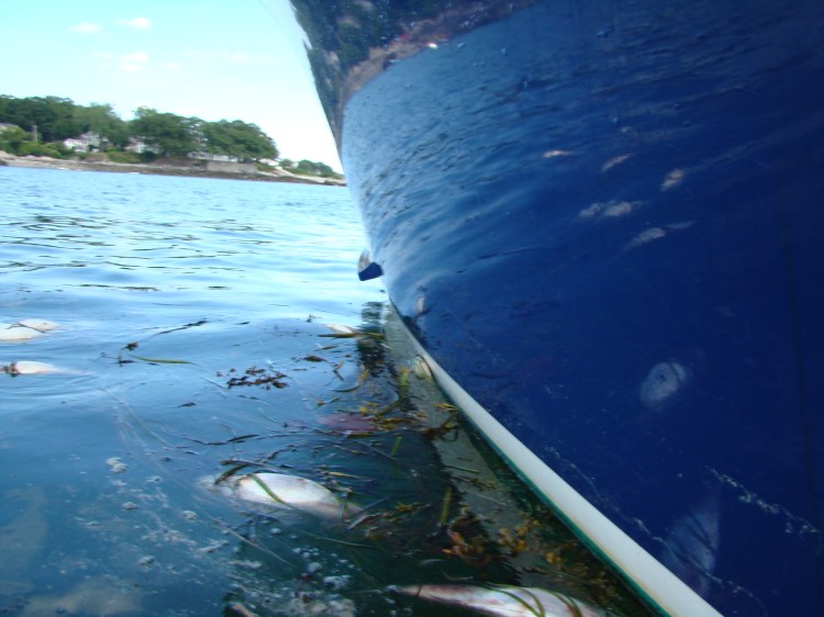 Courtesy Friends of Casco Bay Capt. Peter Milholland