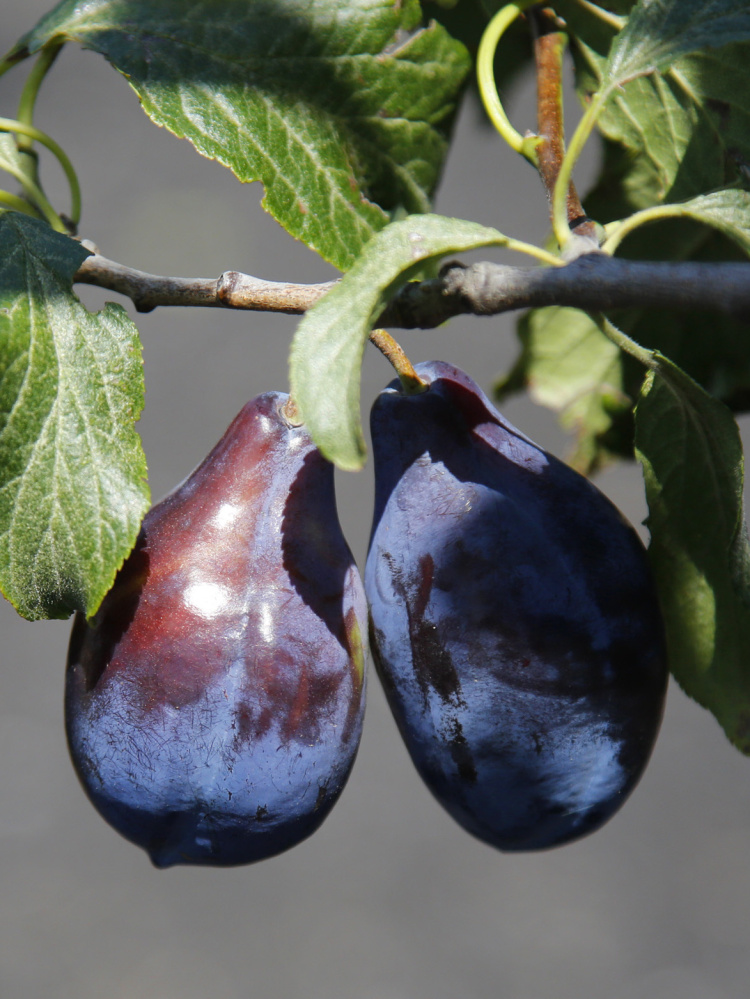 Two different varieties of plums grow on a single tree.