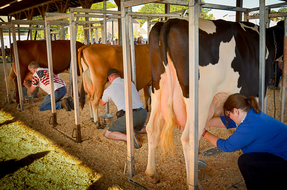 It's no bull at the Windsor Fair Sunday as a slew of political candidates, among them, from left, Mark Holbrook, Ken Mason and Emily Cain put off pressing the flesh in favor of milking cows in the good-natured Political Pull.