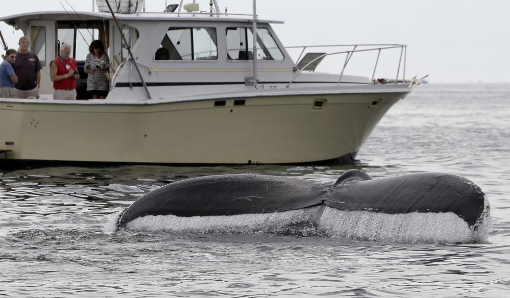 A humpback whale breaches off the coast of Gloucester, Mass. Federal authorities say international efforts to protect the whales helped achieve 'a true ecological success story.'
Associated Press/Elise Amendola)