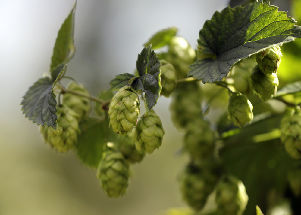 Ripe hop flowers hang from hop plants at the Hamblen Farm in Gorham. Hops are used in brewing beer to give the beverage it's bitter flavor.