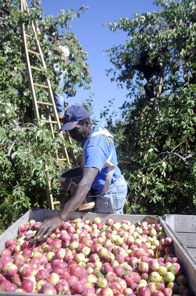 Owen Elliott sorts Poly Red apples he picked Monday at the Cooper orchard in Monmouth. The foreman of a crew of Jamaican harvesters said the early crop is abundant but a little rain wouldn't hurt, either.